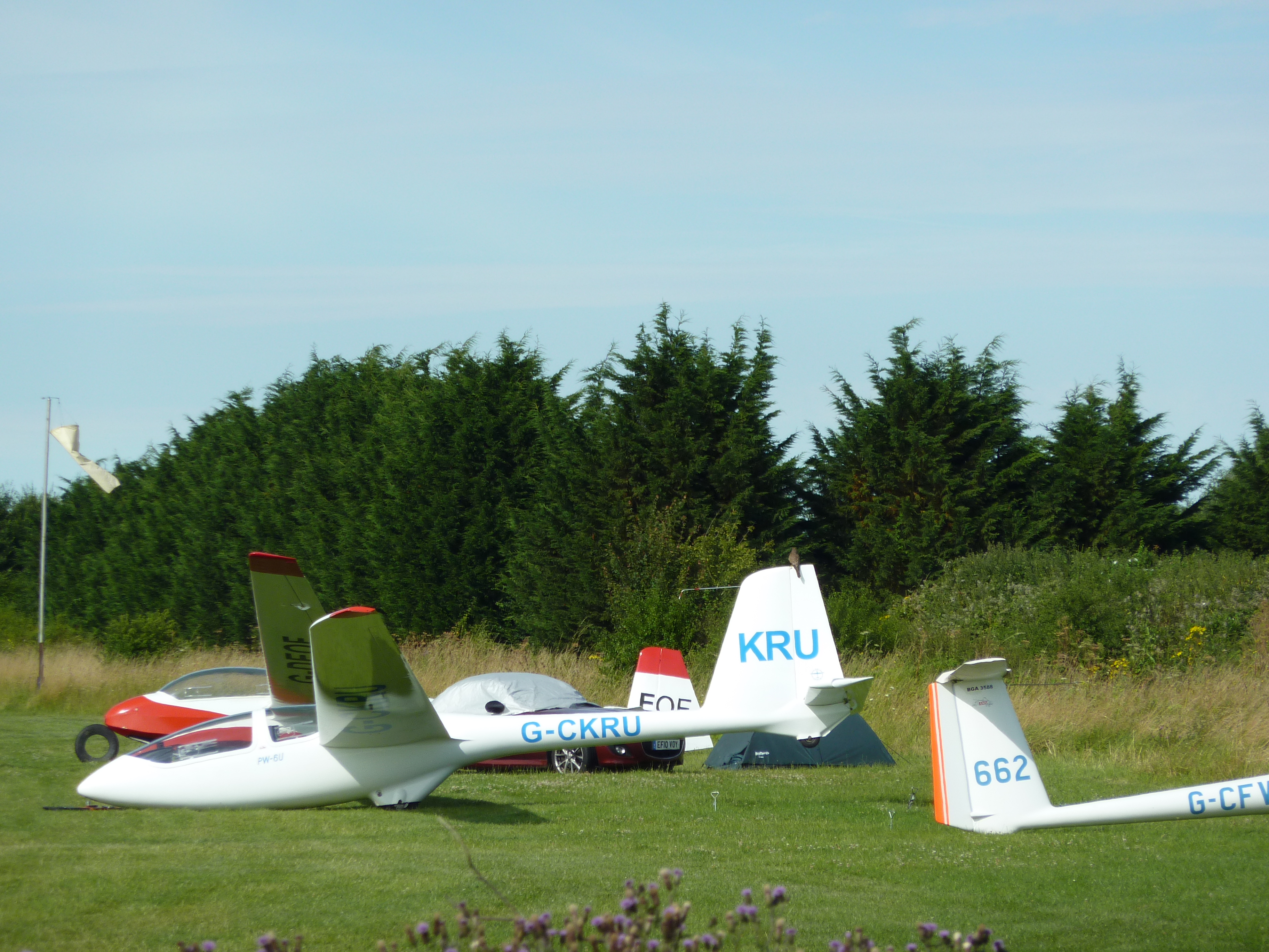 Kestrel perched on glider fin