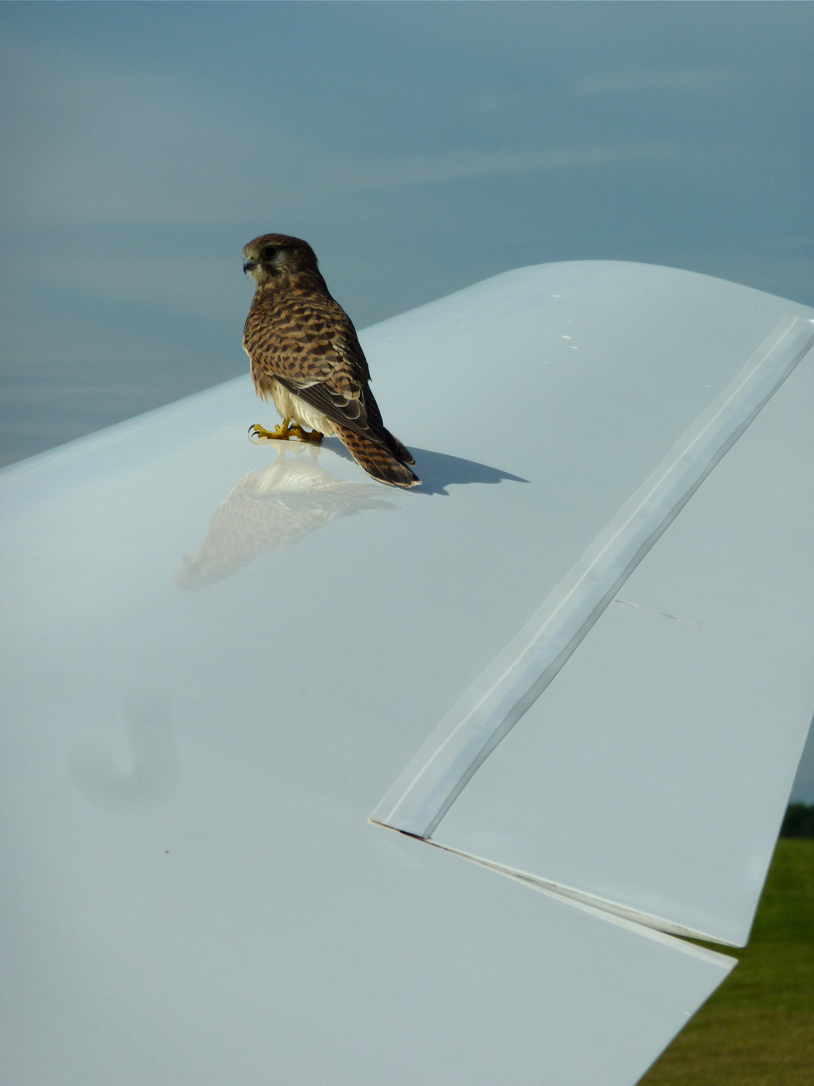 Kestrel on Marianne wing