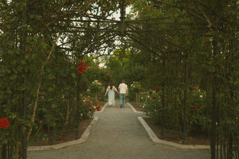 Couple walking hand-in-hand in a rose garden