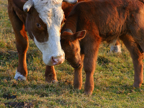 The Devil in Disguise: Hamburgers - How Much Does Eating Meat Affect Greenhouse Gas Emissions?