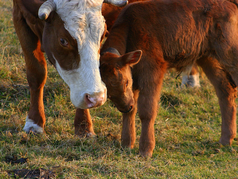 The Devil in Disguise: Hamburgers - How Much Does Eating Meat Affect Greenhouse Gas Emissions?