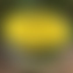 Essências Florais para mais foco, energia e criatividade