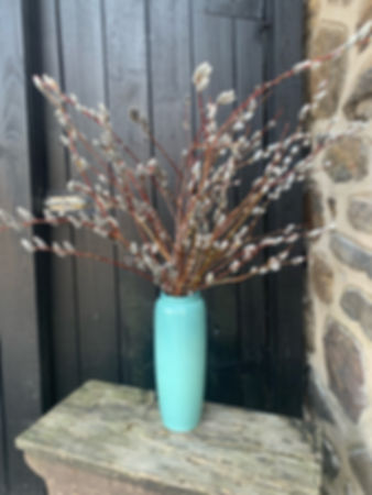 Fresh Local Pussy Willow (10 stems/bunch)