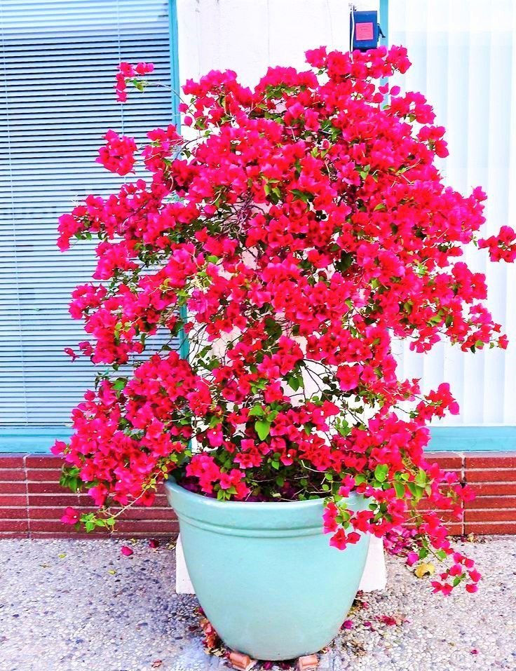 Planta Ornamental Bougainville(Primavera)