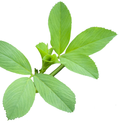 alfalfa-leaves.png