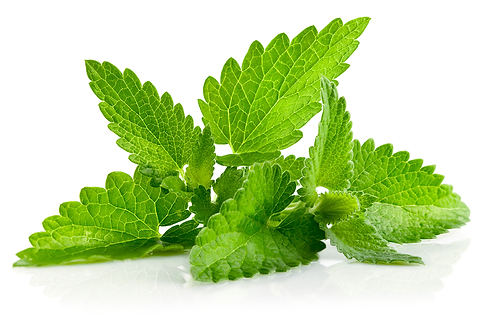 menta.png