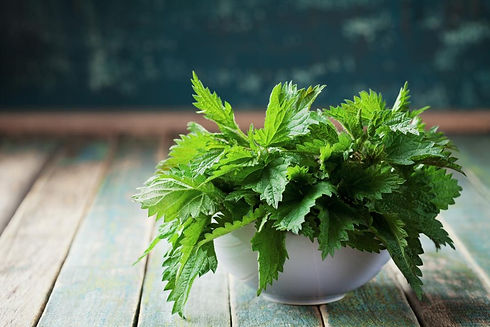 nettle pic.jpg