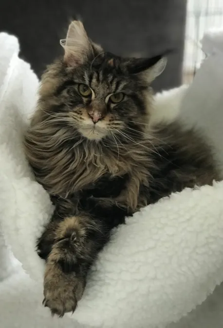 Janeissa Maine Coons Maine Coon Kittens For Sale Northamptonshire Janeissa Maine Coons Maine Coon Kittens For Sale Northamptonshire
