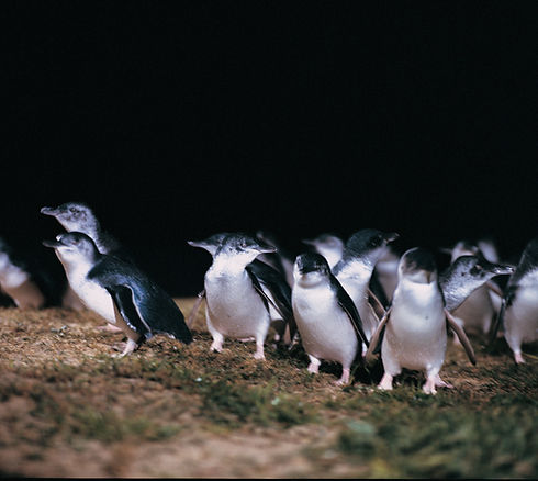 penguins at the penguin parade