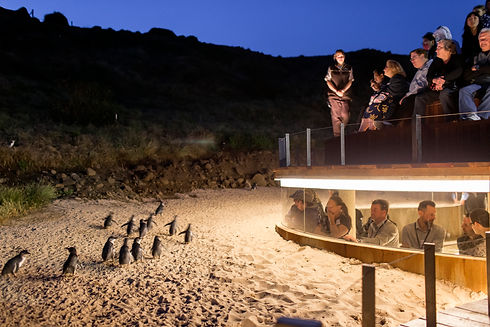 Penguins Plus and bunker upgraded Viewing at the Penguin Parade