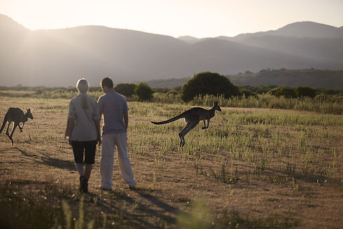 Wild Kangaroo Viewing
