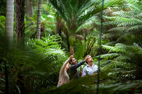 Guided Rainforest Walk