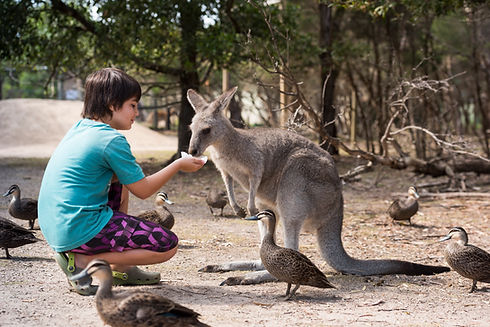 Hand Feeding Kangaroos
