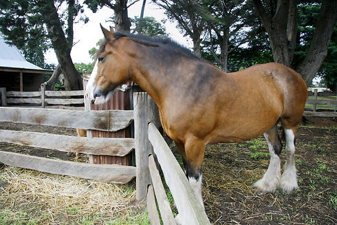 View the working horses on Churchill Island