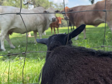 Two baby goats nuzzling close together on Fant Farm