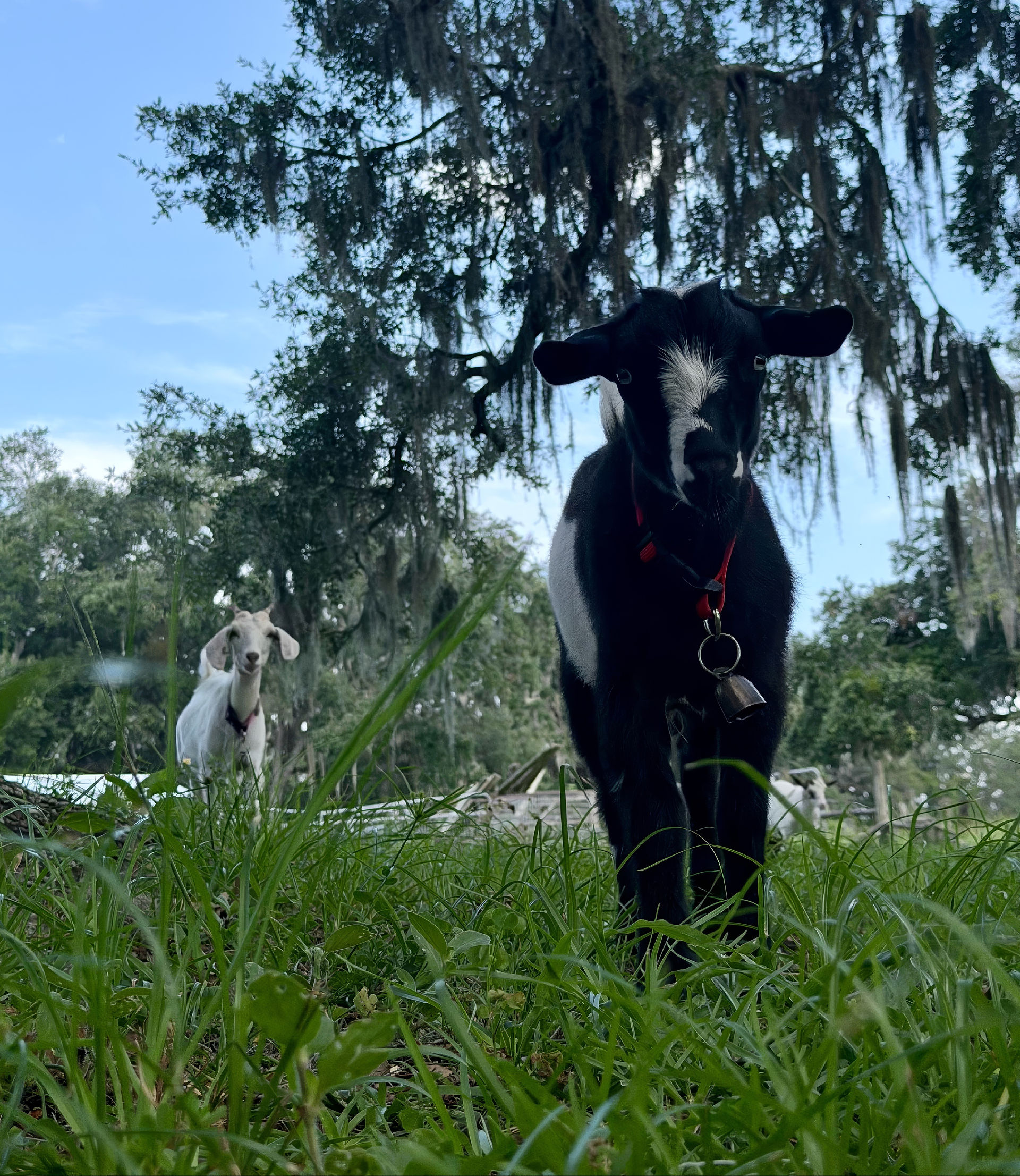 Baby goat standing on hind legs reaching for tree leaves at Fant Farm