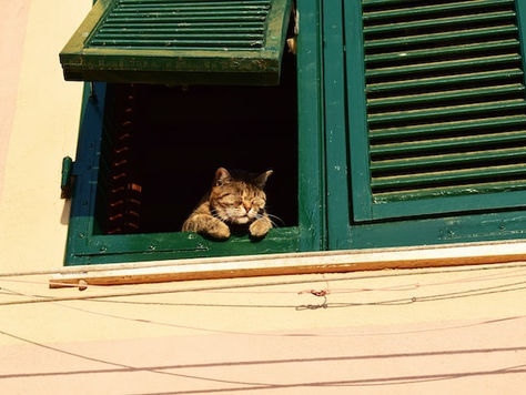 10 segnali che il tuo gatto è stressato