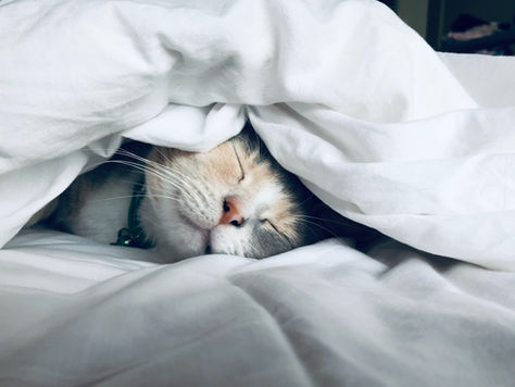 Perchè il gatto ti sveglia la notte ...e non ti lascia dormire