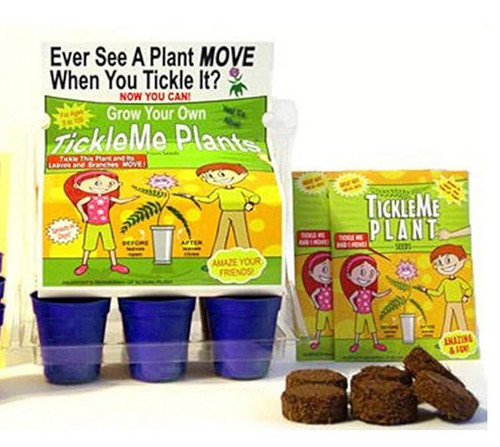 blue zushi plant Buy Blue Zushi THCa Flower Online by Perfect Plant – Perfect Plant Market main image 1
