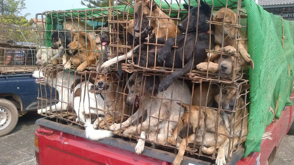 dog-meat-trade.jpg