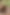 flowers-website2.png