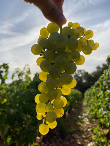 Abbaye de Morgeot, Chassagne, Domaine Viticole, Dégustation, Côte de Beaune