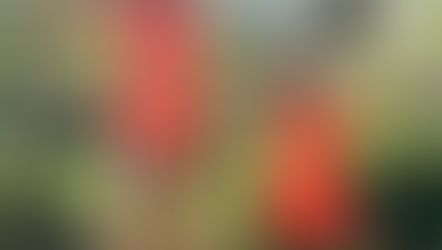 Join My Free 14 Day Fitness Challenge 🎁🎉