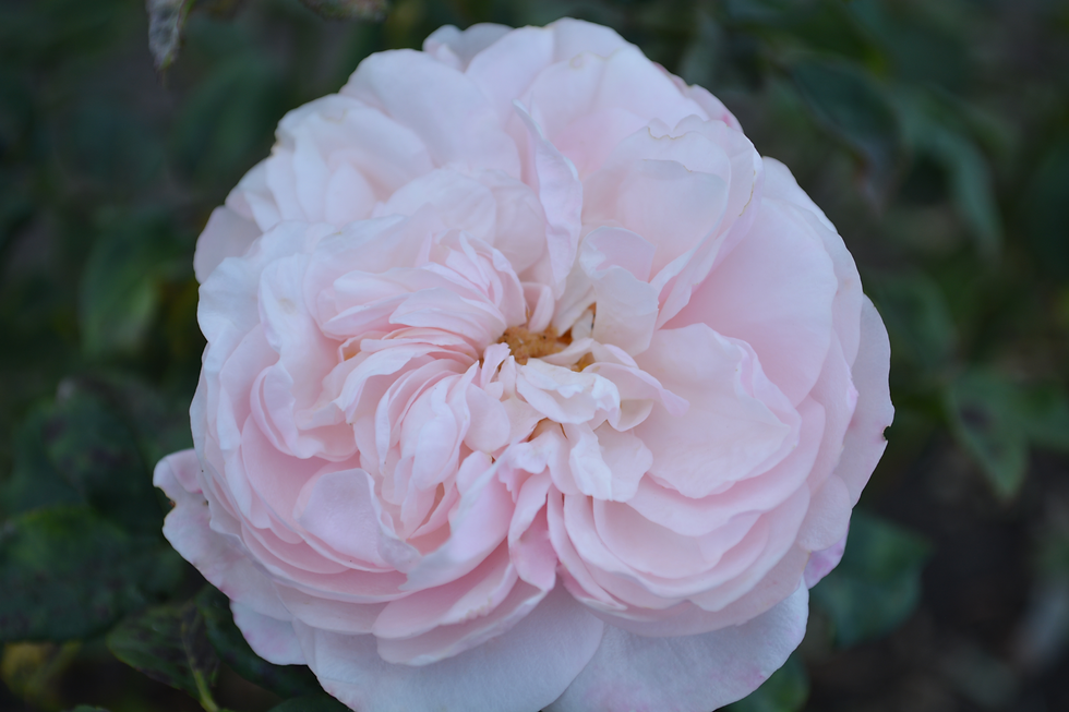 Миниатюра: Claire Rose