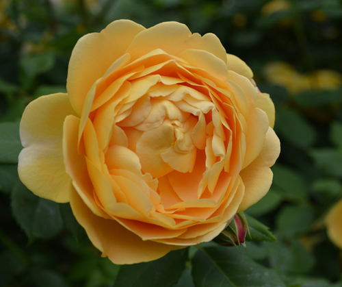 R Golden Roses Golden Celebration | roses.md