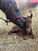 1-2-3 Rule 4 A Healthy Foal