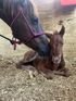 1-2-3 Rule 4 A Healthy Foal
