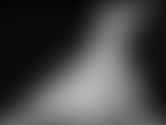 Black, White, & Bone: Understanding Your Horse's Radiographs