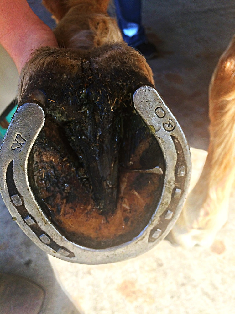 So your horse stepped on a nail...