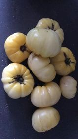 TOMATE ''BEAUTÉ BLANCHE DU CANADA''
