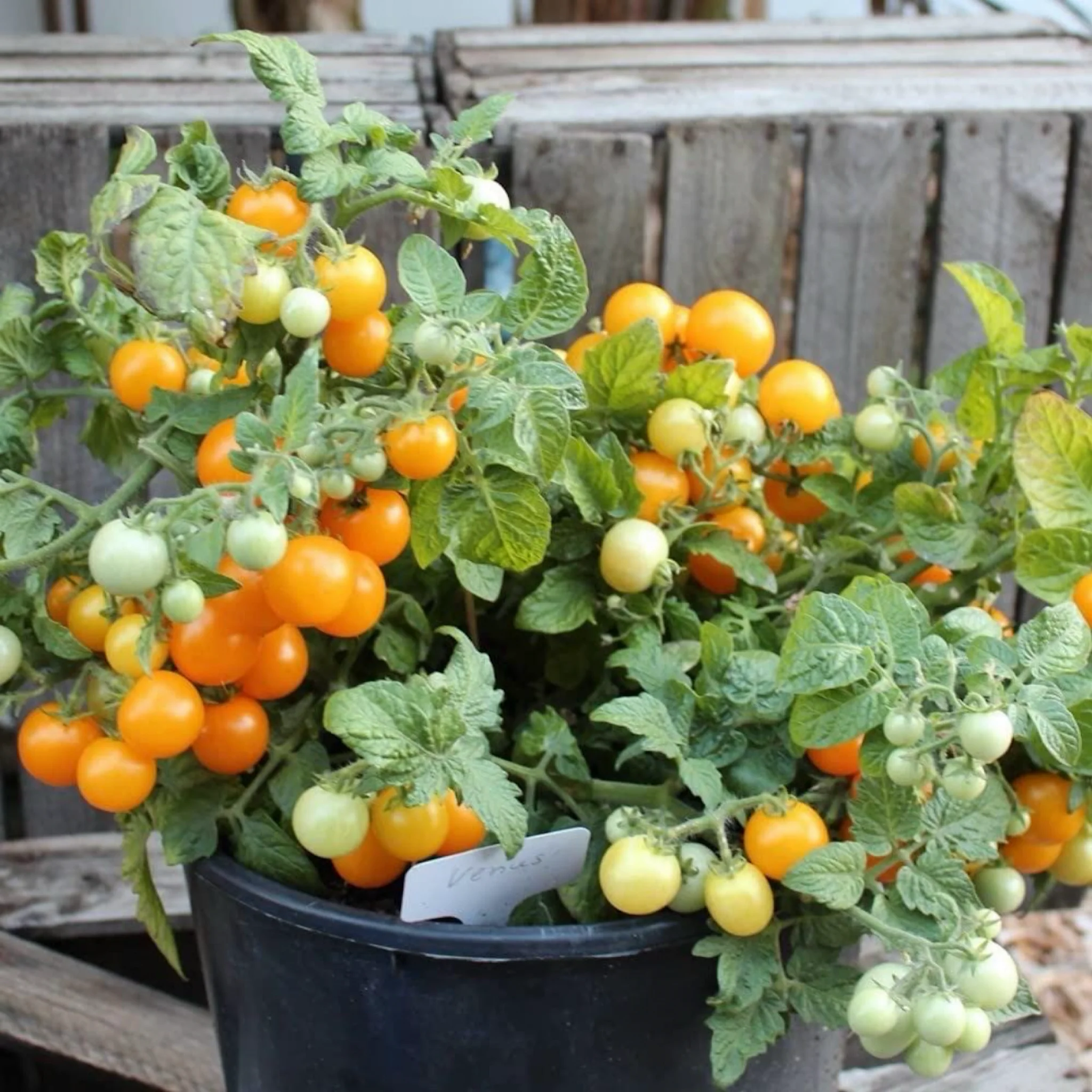 Micros tomates ''Venus'