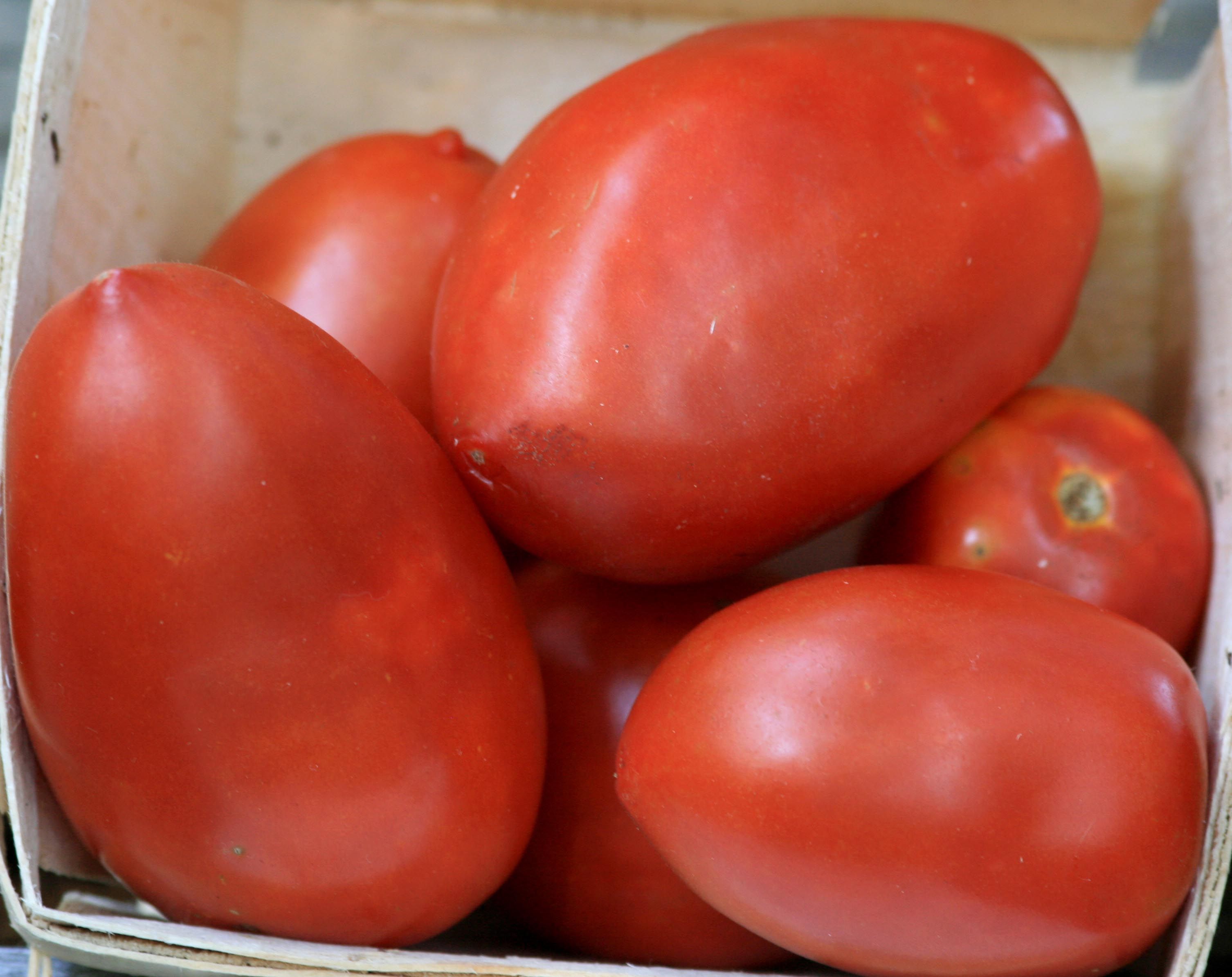 TOMATE ''AMISH PASTE''