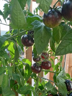 Tomate ''Fraise Noire'' Black Strawberry''