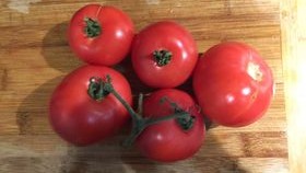 TOMATE ''CANABEC ROSE''