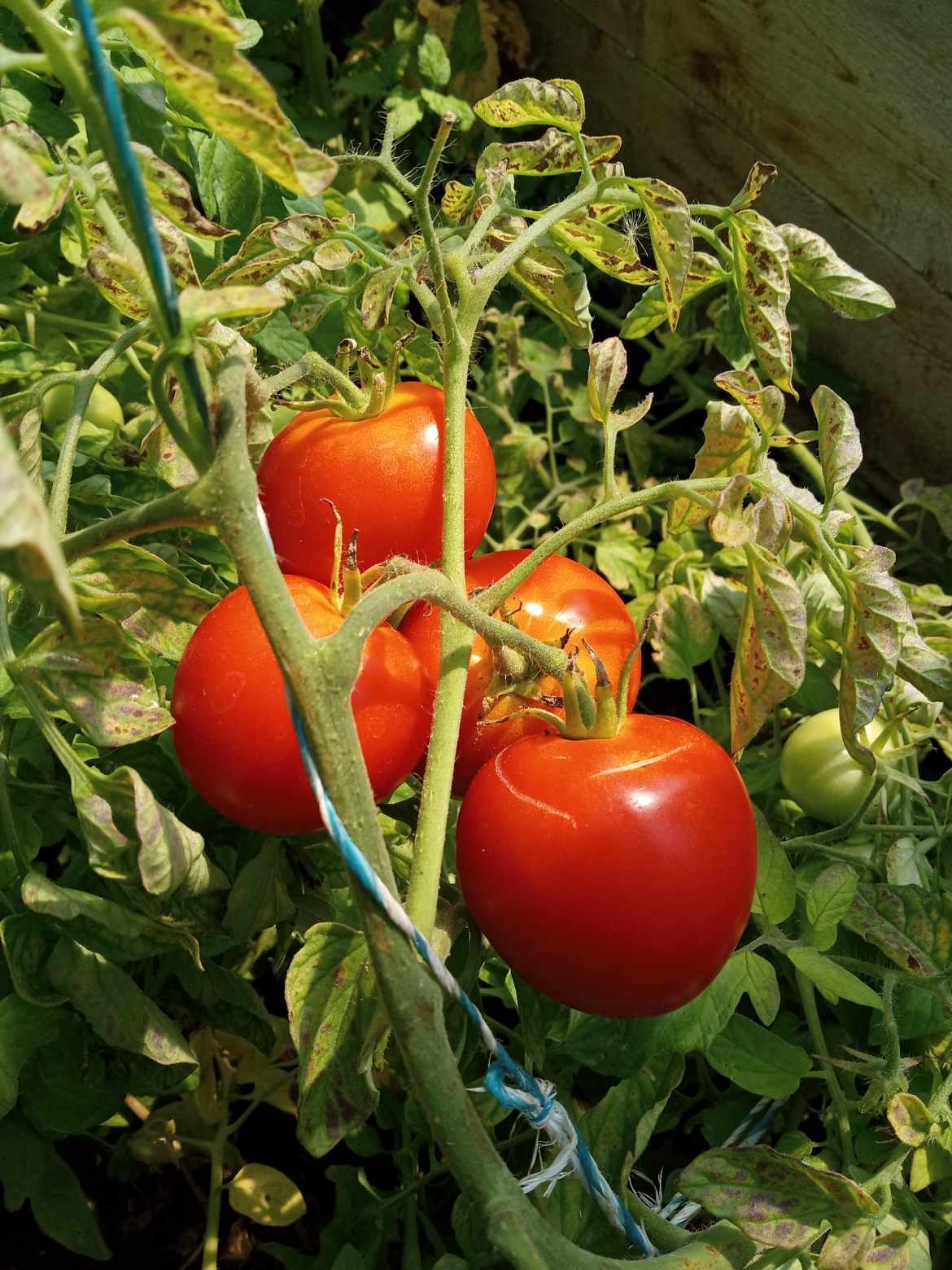Tomates "Plourdes"