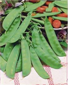 POIS mange tout des neiges ''Corne de Bélier''