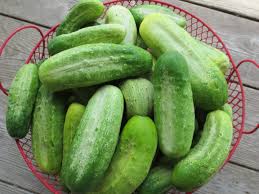 Concombre ''Chicago Pickling''
