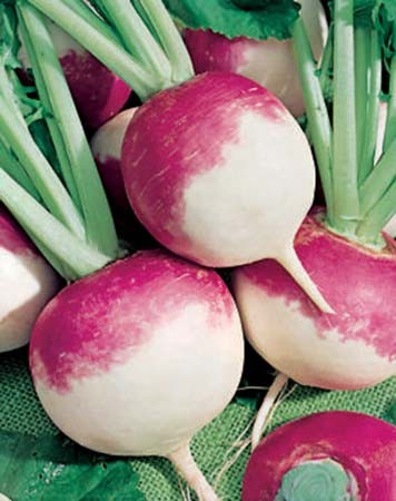 Rabiole/Navet ''Globe à collet Rose''