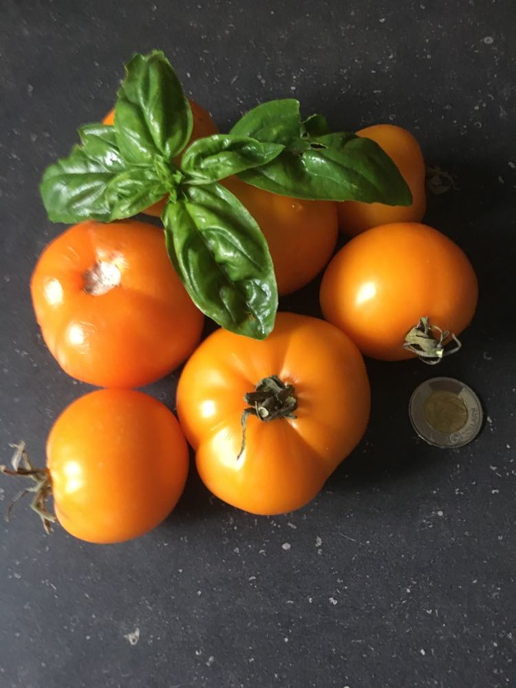 Tomate ''Arthur Fowler''