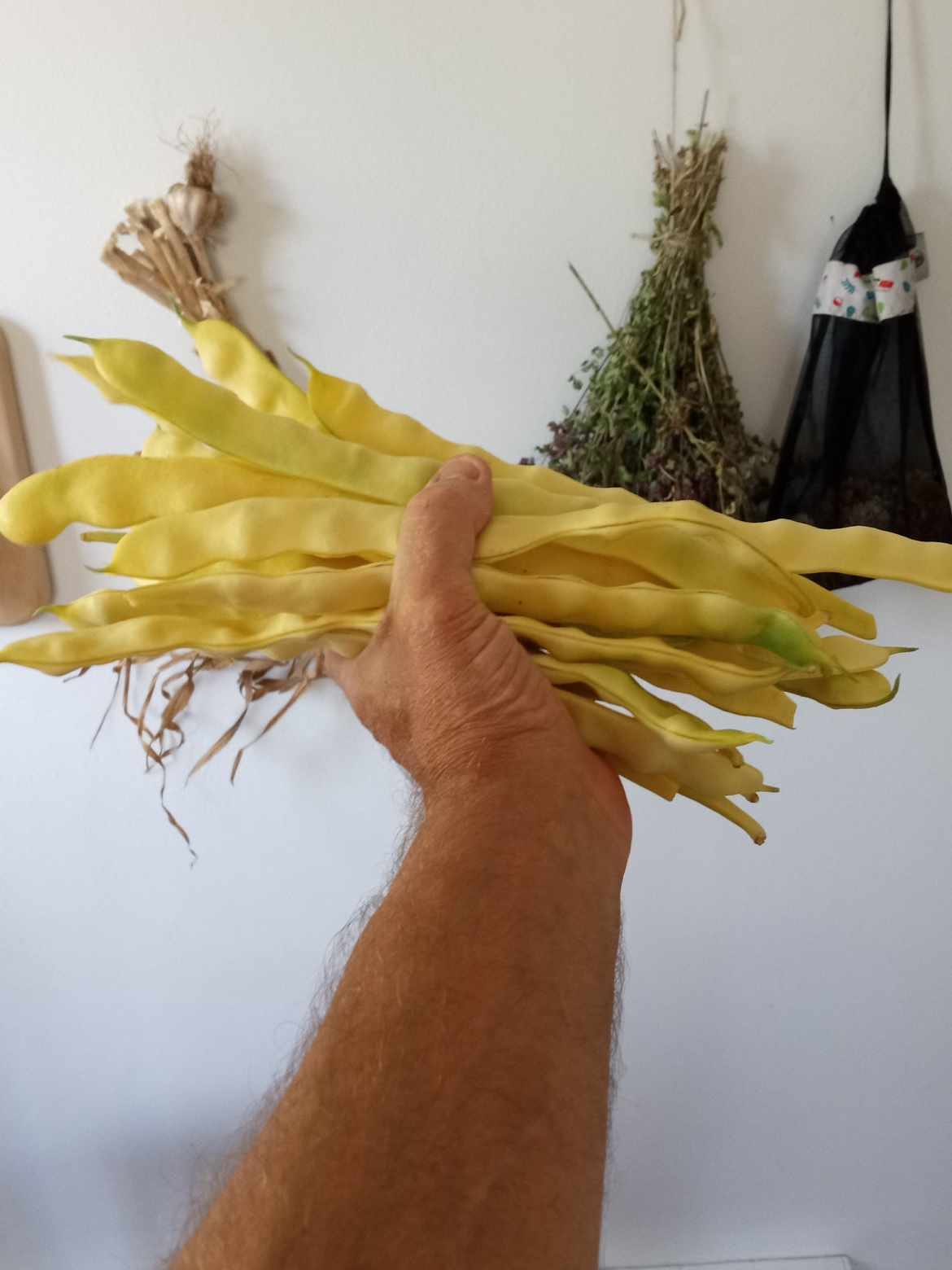 Haricot jaune ''Or du Rhin''