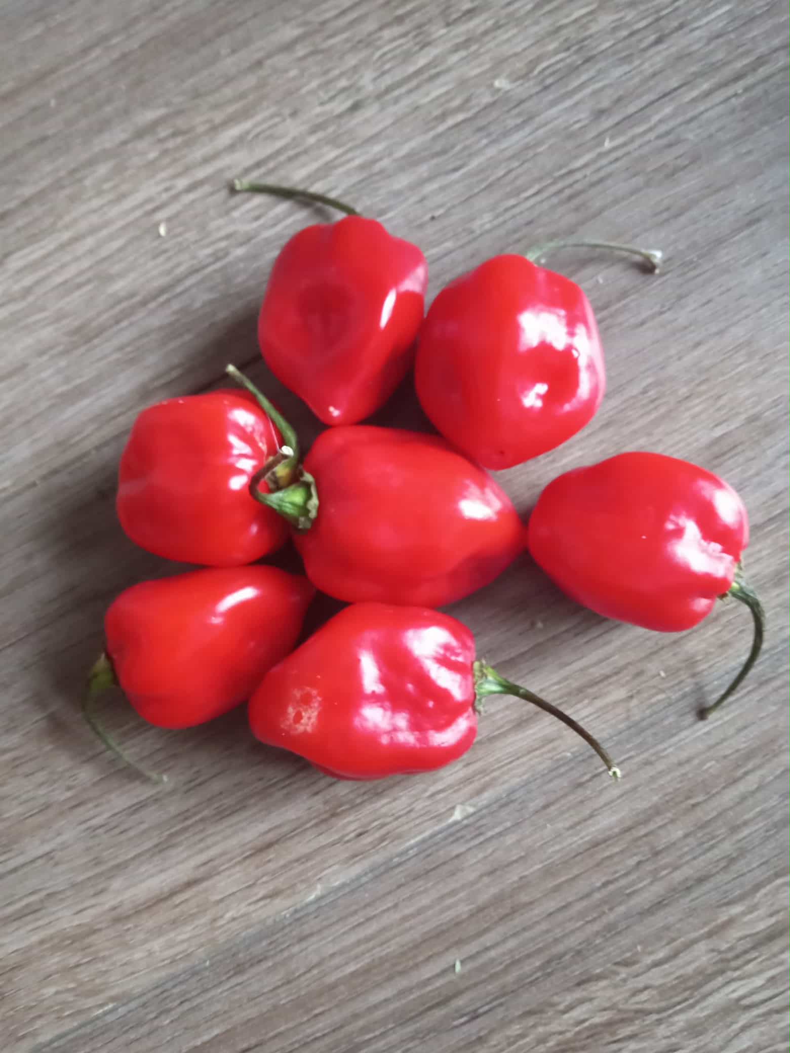 PIMENT Habanero ''red savina''
