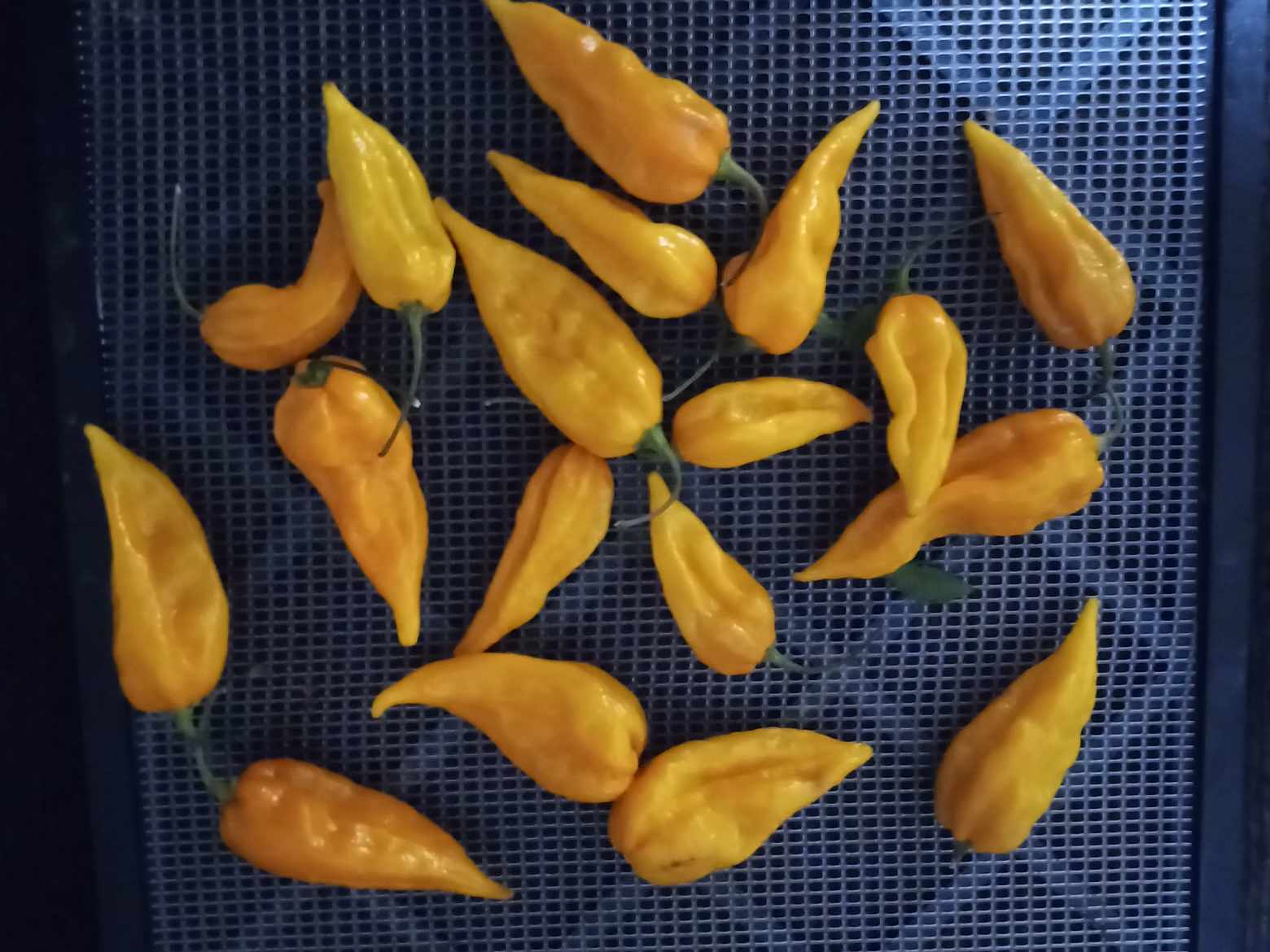 PIMENT ''Fatalii''