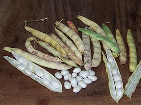 Haricot ''COCO de PAIMPOL''