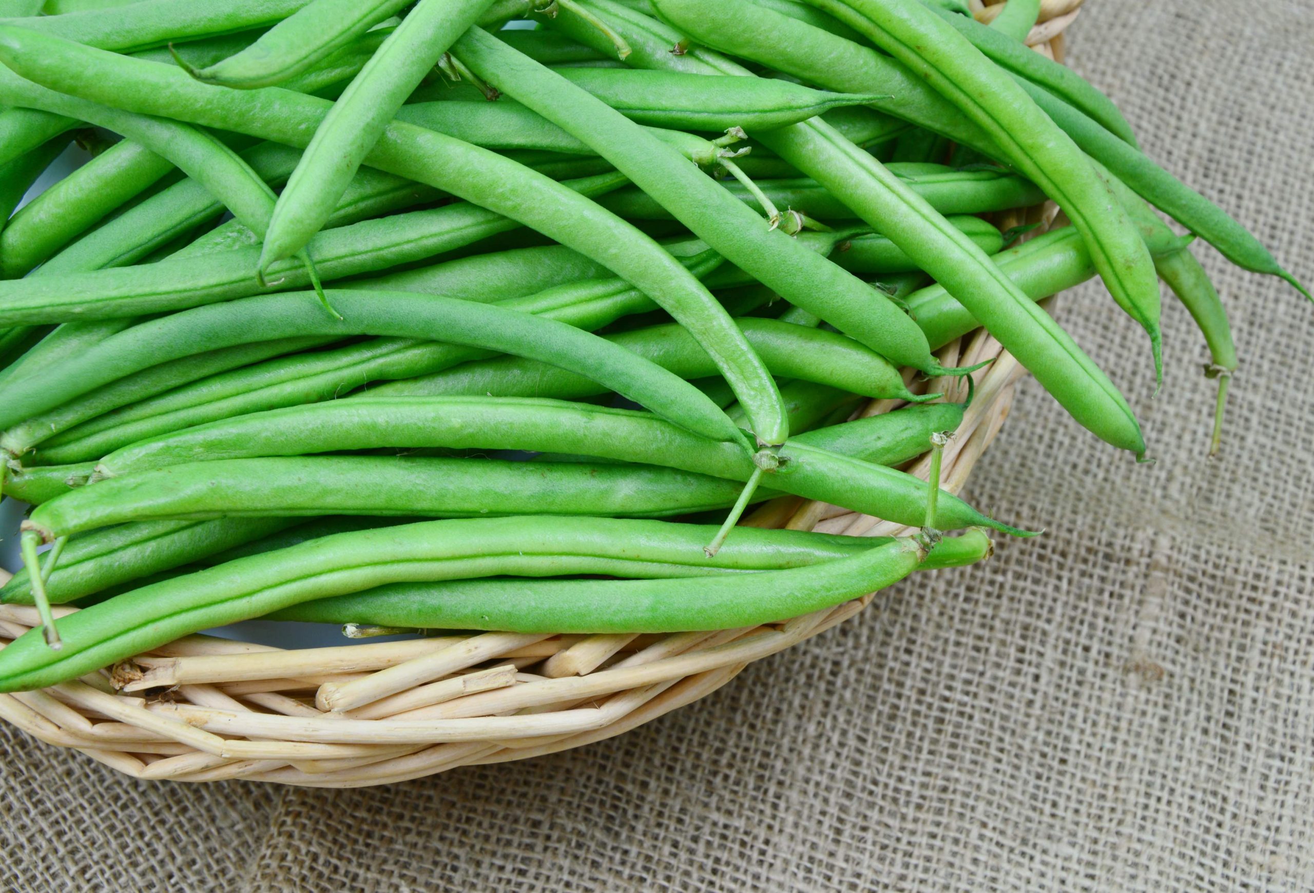 Haricot vert ''Thibodeau de Saint Jules''.