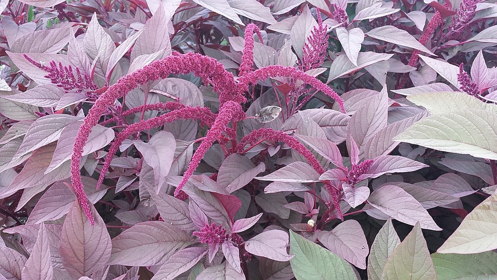 Amaranthe à feuilles rouges ''Hopi Red Dye''