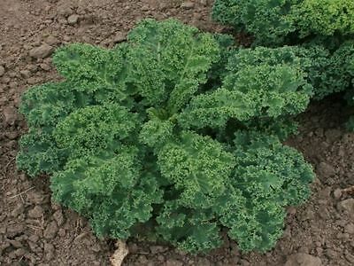 CHOUX frisé KALE ''Demi Nain à Pied Court''